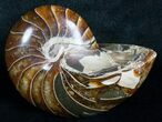 Beautiful Nautilus Fossil - Madagascar #6418-1